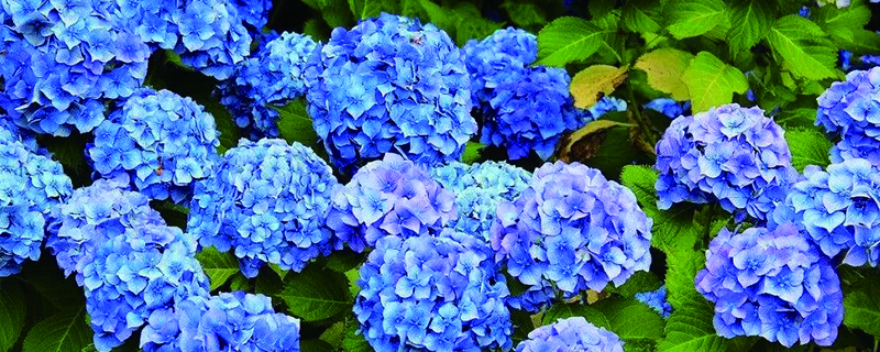 无尽夏不开花原因 无尽夏不开花原因