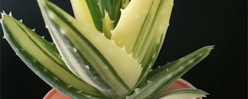 不夜城锦怎么度夏 不夜城锦怎么度夏