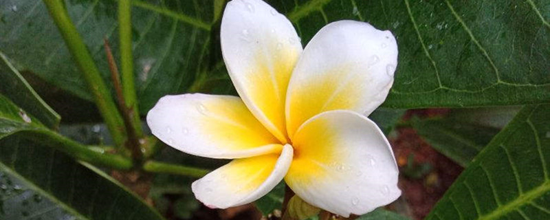 白花鸡蛋花刚买回来怎么处理 白花鸡蛋花刚买回来怎么处理