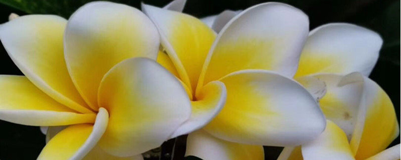 白花鸡蛋花怎么养 白花鸡蛋花怎么养