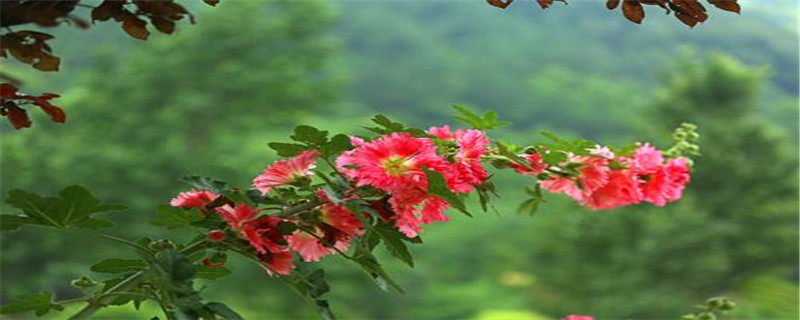蜀葵浇水的时间/方法/水量/频率 蜀葵浇水的时间/方法/水量/频率