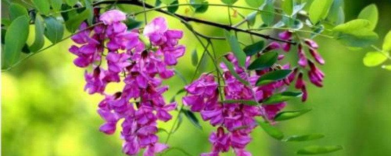 紫花槐与香花槐的区别 紫花槐与香花槐的区别