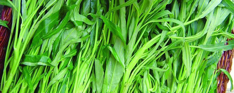 空心菜是什么季节 空心菜是什么季节