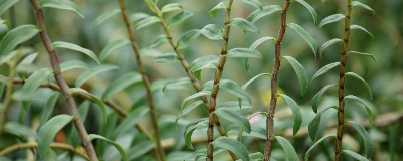 石斛开花了还能吃吗 石斛开花了还能吃吗