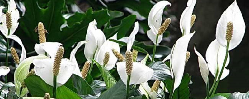 白鹤芋花语 白鹤芋花语