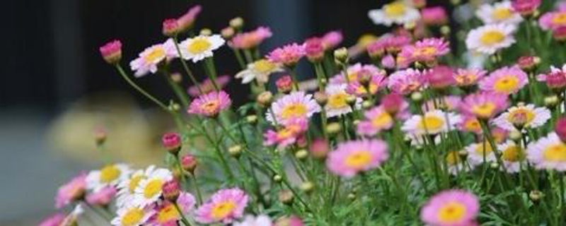 玛格丽特不开花的原因