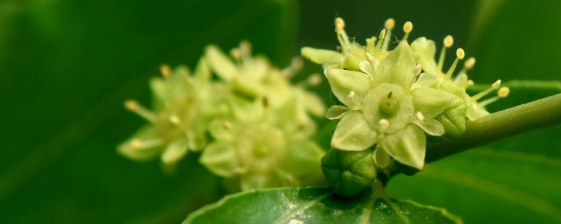 枣花什么时候开花 枣花什么时候开花