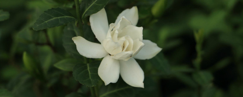 栀子花花苞为什么会掉 栀子花花苞为什么会掉