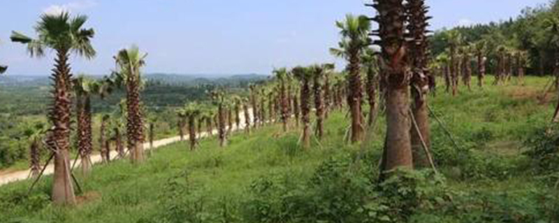 太乙仙山植物园在哪里 太乙仙山植物园在哪里