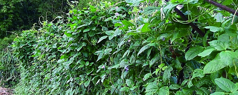 豆角开花打什药高产 豆角开花打什药高产