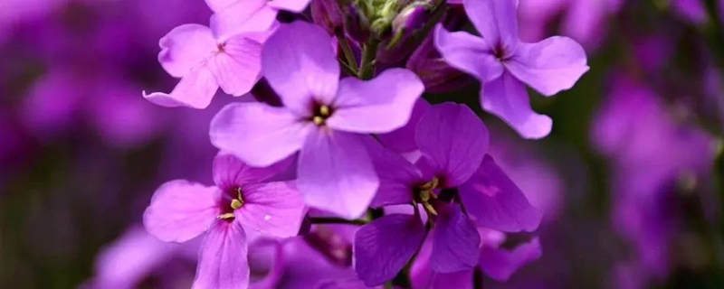 蓝香芥花语 蓝香芥花语