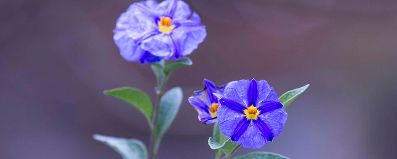 蓝花茄种植方法 蓝花茄种植方法
