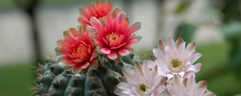 菲玉花仙人球怎么养 菲玉花仙人球怎么养