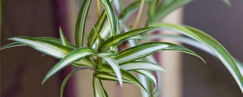 哪些植物有匍匐茎 哪些植物有匍匐茎
