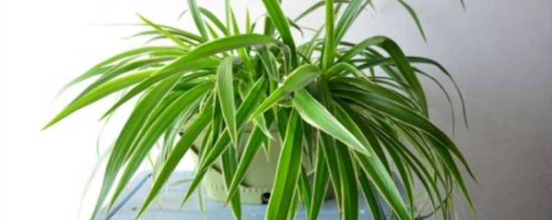 吊兰怎样才发侧芽 吊兰怎样才发侧芽