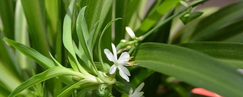 吊兰开花时可以换盆吗 吊兰开花时可以换盆吗