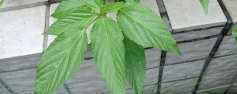 麻叶是什么植物 麻叶是什么植物