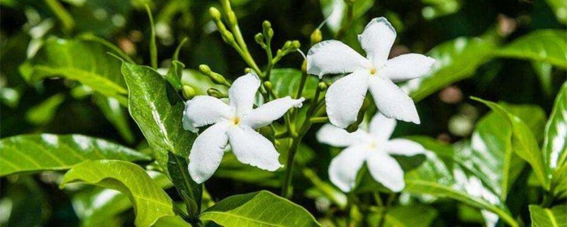 风车茉莉叶子变红怎么办 风车茉莉叶子变红怎么办
