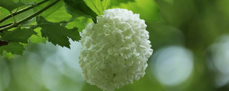 雪球花怎么养