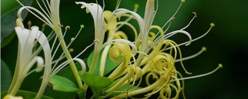 金银花能放室内吗 金银花能放室内吗