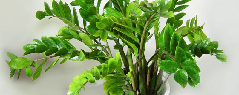 金钱树一年几次发芽 金钱树一年几次发芽