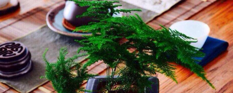 文竹可以用椰砖种植吗 文竹可以用椰砖种植吗