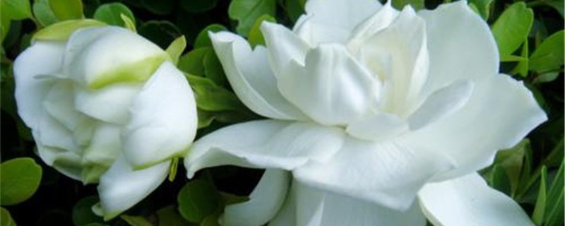 栀子花换盆后干枯怎么办 栀子花换盆后干枯怎么办