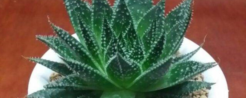 绫锦开花会死吗 绫锦开花会死吗
