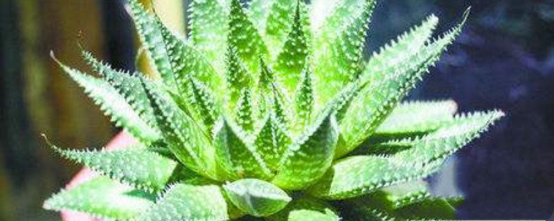 绫锦开花吗 绫锦开花吗