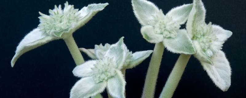 断崖女王养护温度 断崖女王养护温度