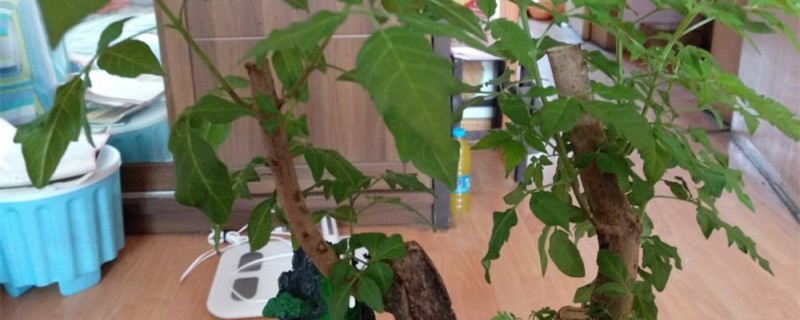 黄荆树桩盆景怎样栽种