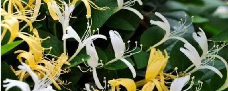 金藤花与金银花一样吗 金藤花与金银花一样吗