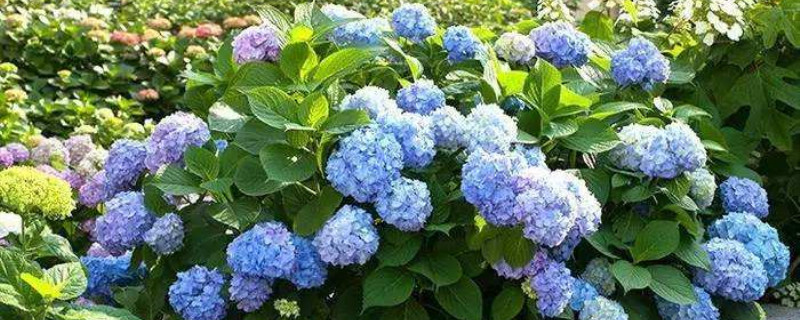 绣球花焉了怎么办 绣球花焉了怎么办