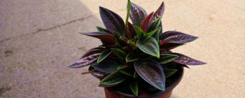 红天使植物如何浇水 红天使植物如何浇水