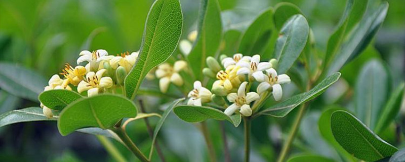 海桐花可以在家养吗 海桐花可以在家养吗