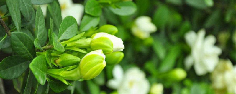 栀子花花骨朵不开花怎么办 栀子花花骨朵不开花怎么办