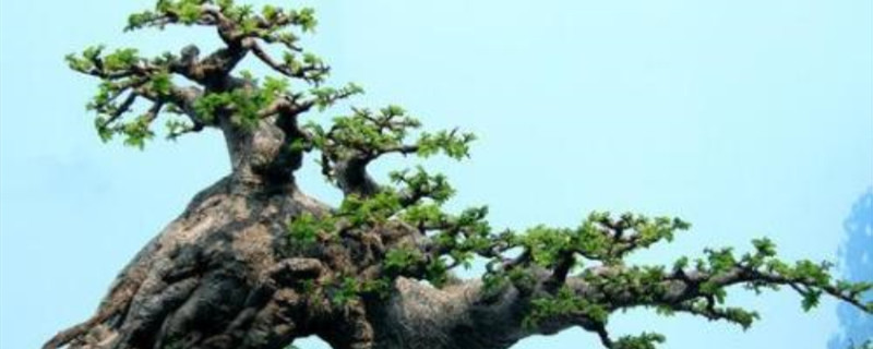 松树老桩怎么挖下山 松树老桩怎么挖下山
