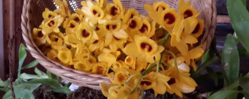 天籽兰花是什么花 天籽兰花是什么花