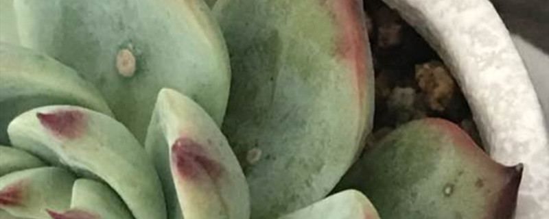多肉叶子有块状结痂怎么办
