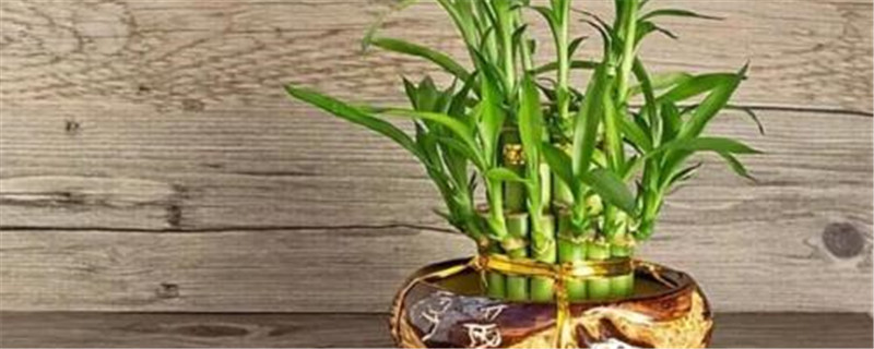 刚买的富贵竹用什么水养 刚买的富贵竹用什么水养