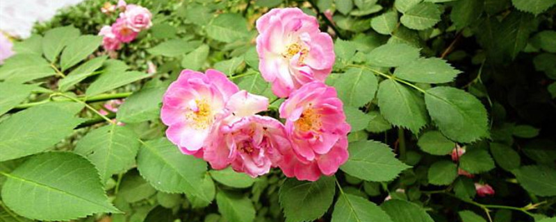 七姊妹花语 七姊妹花语