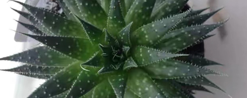 棒花芦荟刚买回来怎么处理 棒花芦荟刚买回来怎么处理