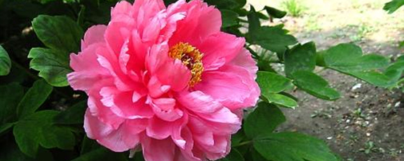 牡丹在什么季节种植 牡丹在什么季节种植