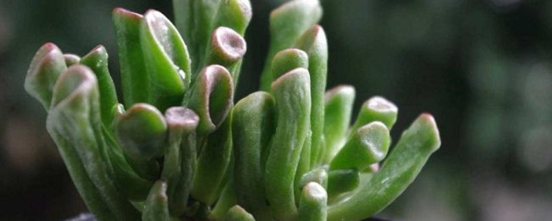 筒叶花月的生长季节 筒叶花月的生长季节