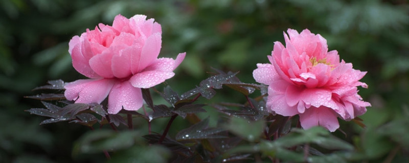 花换土的季节 花换土的季节