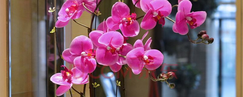 蝴蝶兰季节开花 蝴蝶兰季节开花
