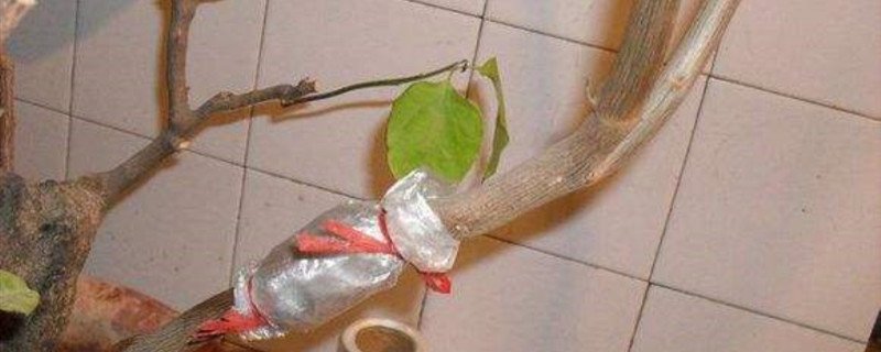 盆景高压法在什么季节 盆景高压法在什么季节