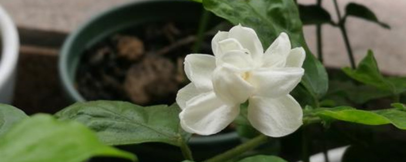 茉莉啥季节种植 茉莉啥季节种植