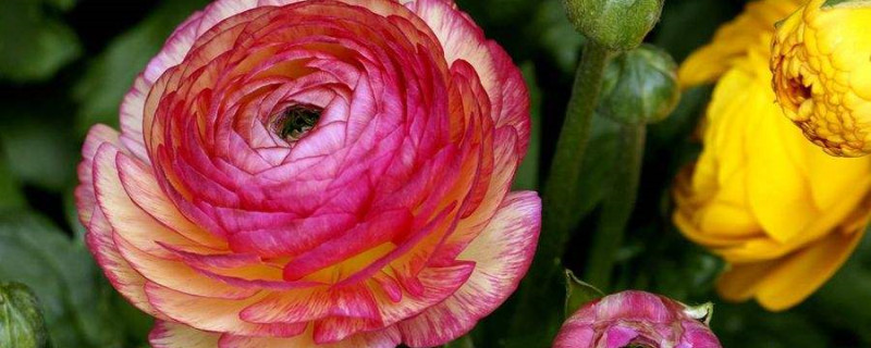 花毛茛什么季节播种 花毛茛什么季节播种