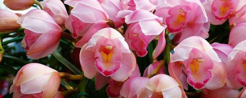 大花蕙兰换盆季节 大花蕙兰换盆季节
